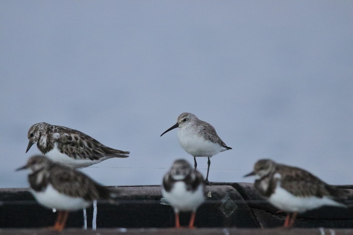 Curlew Sandpiper - ML396328231