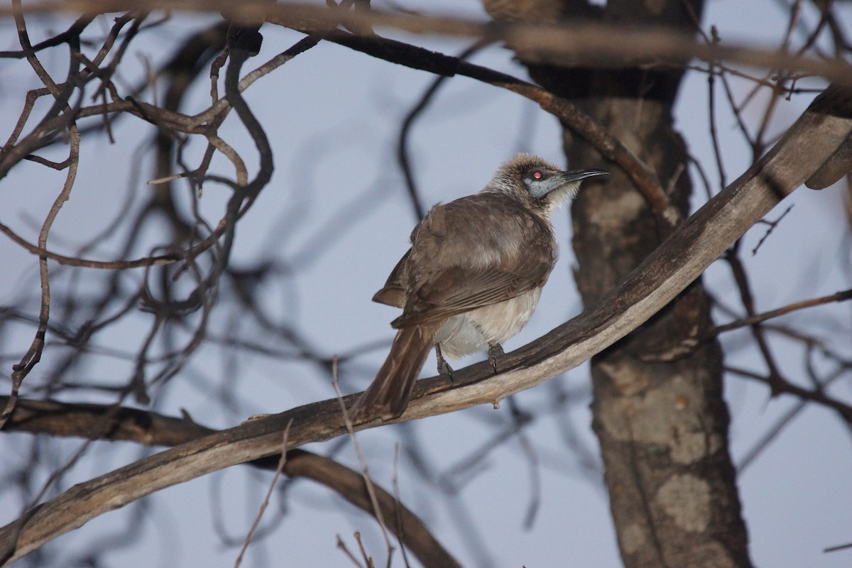 Little Friarbird - ML396328701