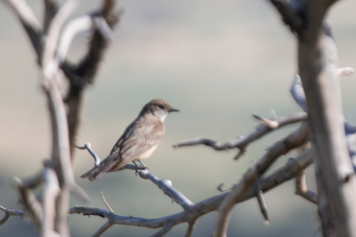 Say's Phoebe - ML396328731