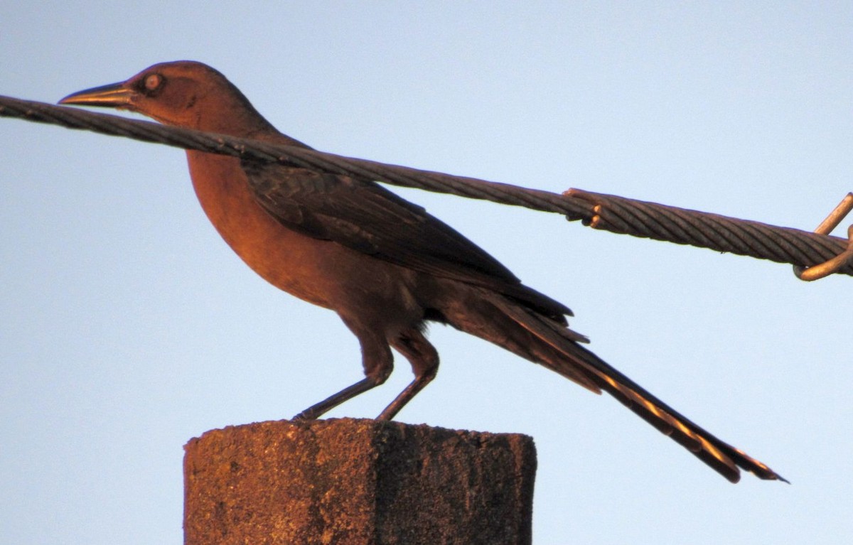 Great-tailed Grackle - ML396329071