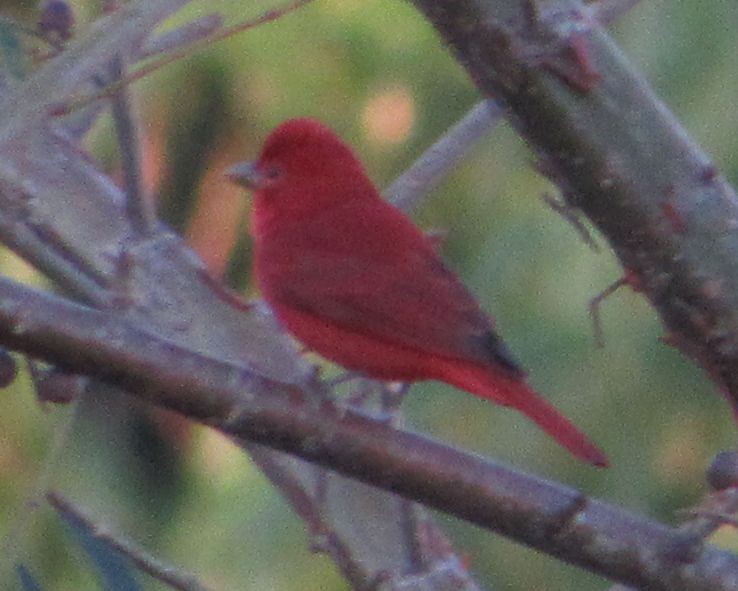 Summer Tanager - ML396329111