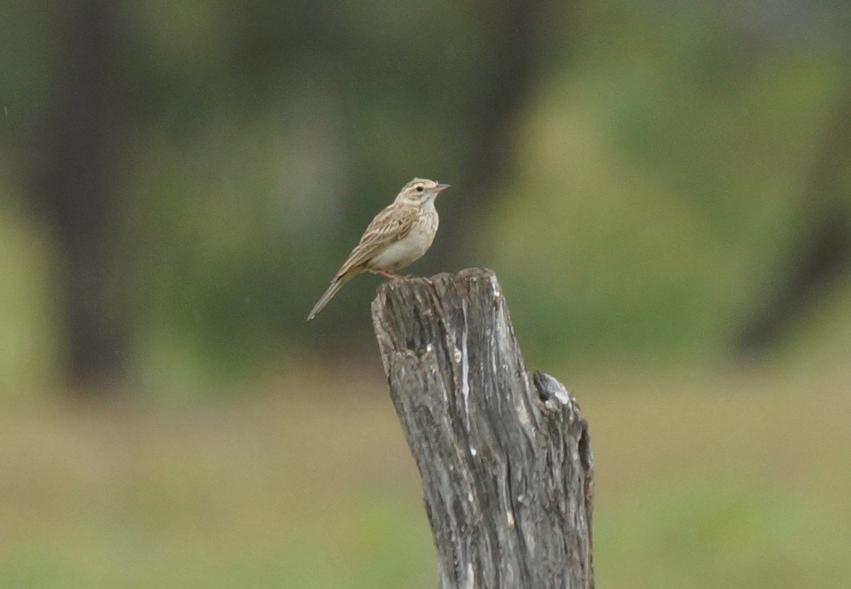 Bisbita Neozelandés (grupo australis) - ML396329231