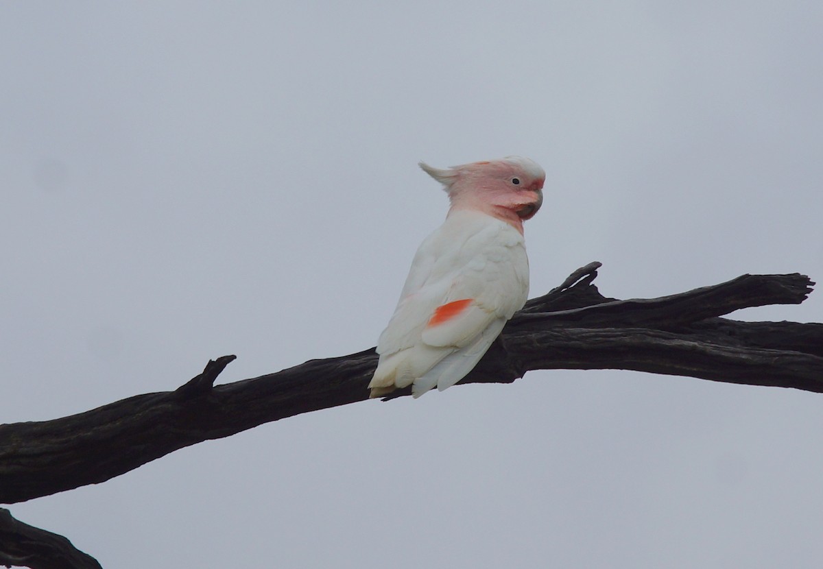 Pink Cockatoo - ML396329601