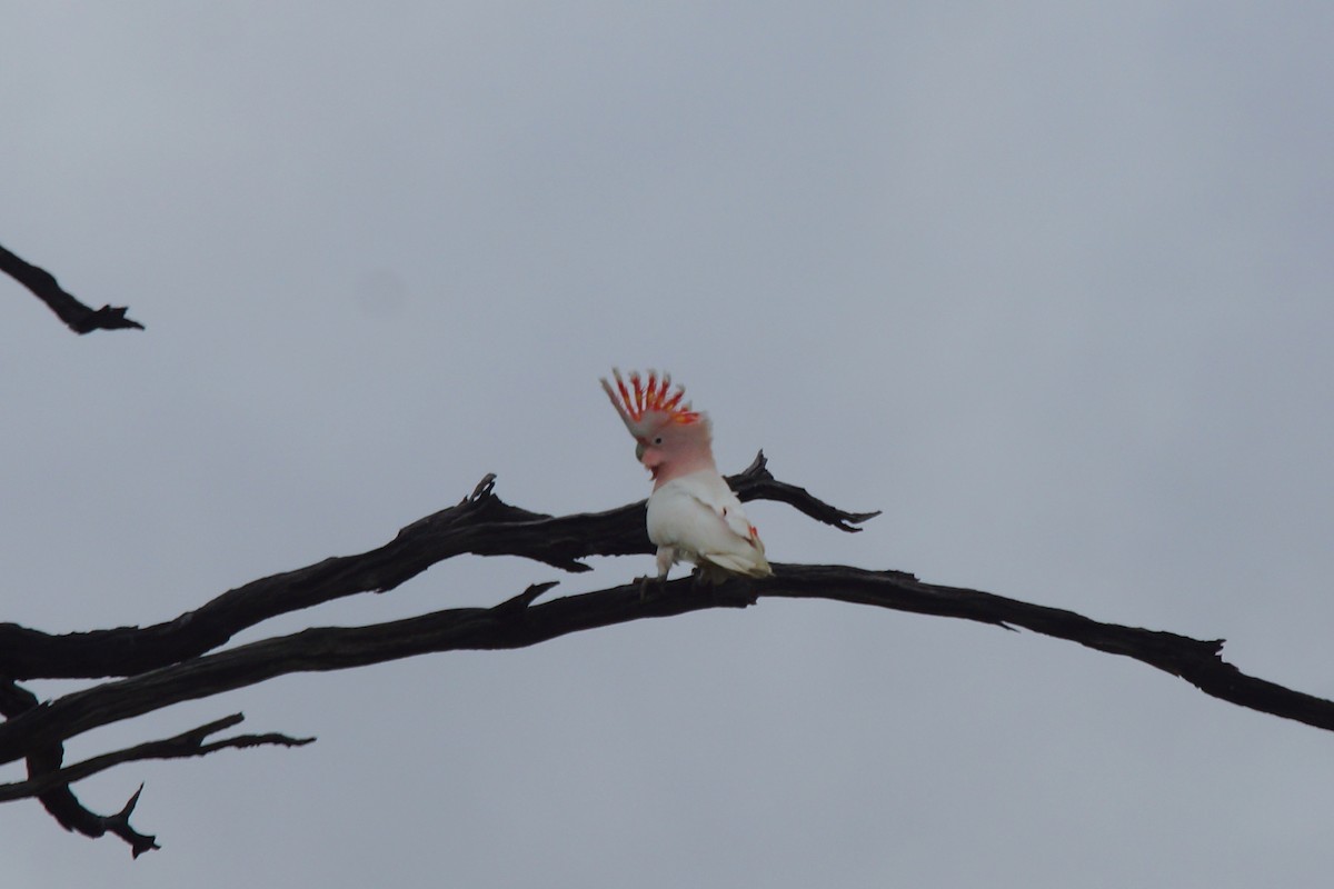 Pink Cockatoo - ML396329611