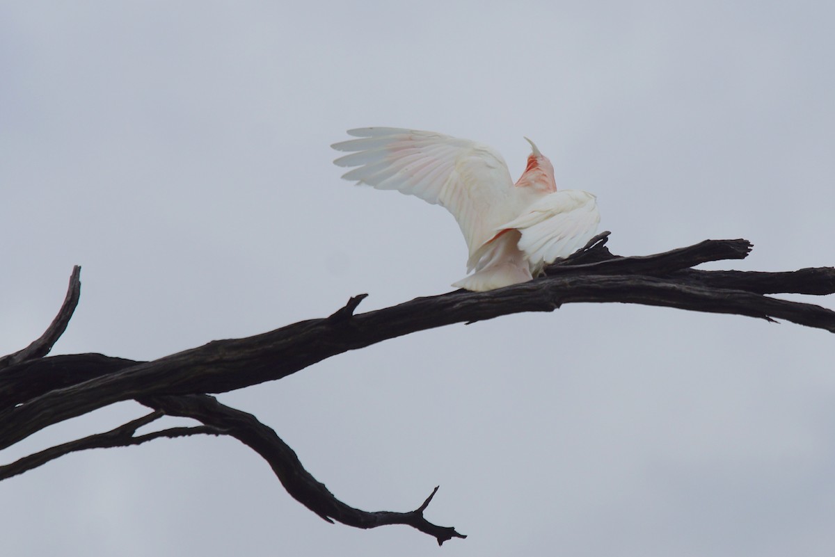 Pink Cockatoo - ML396329621