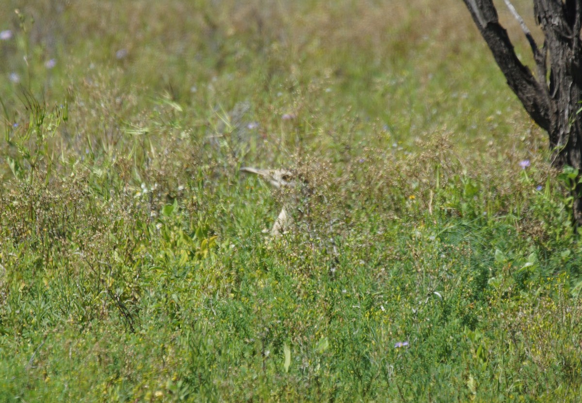 Australian Bustard - ML396329921