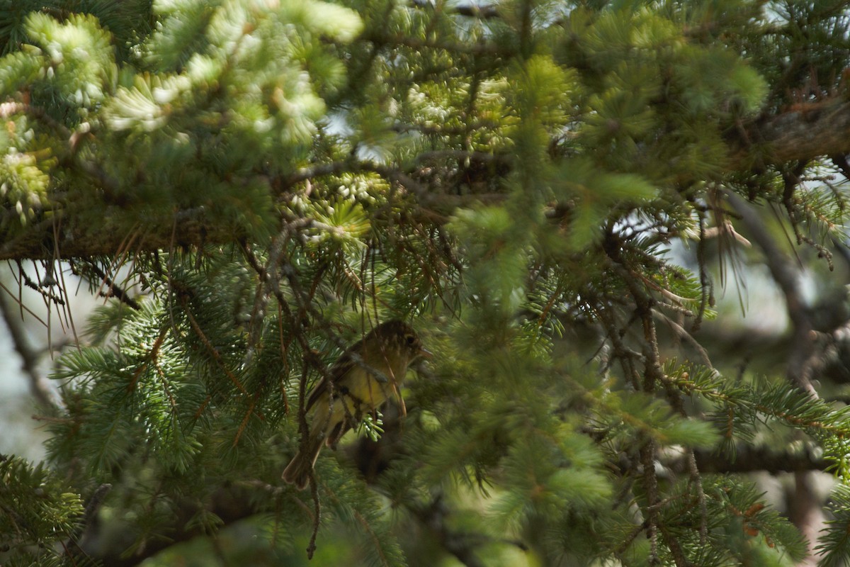 Batı Amerika Sinekkapanı (occidentalis/hellmayri) - ML396331521