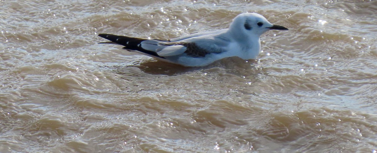 Bonaparte's Gull - Petra Clayton