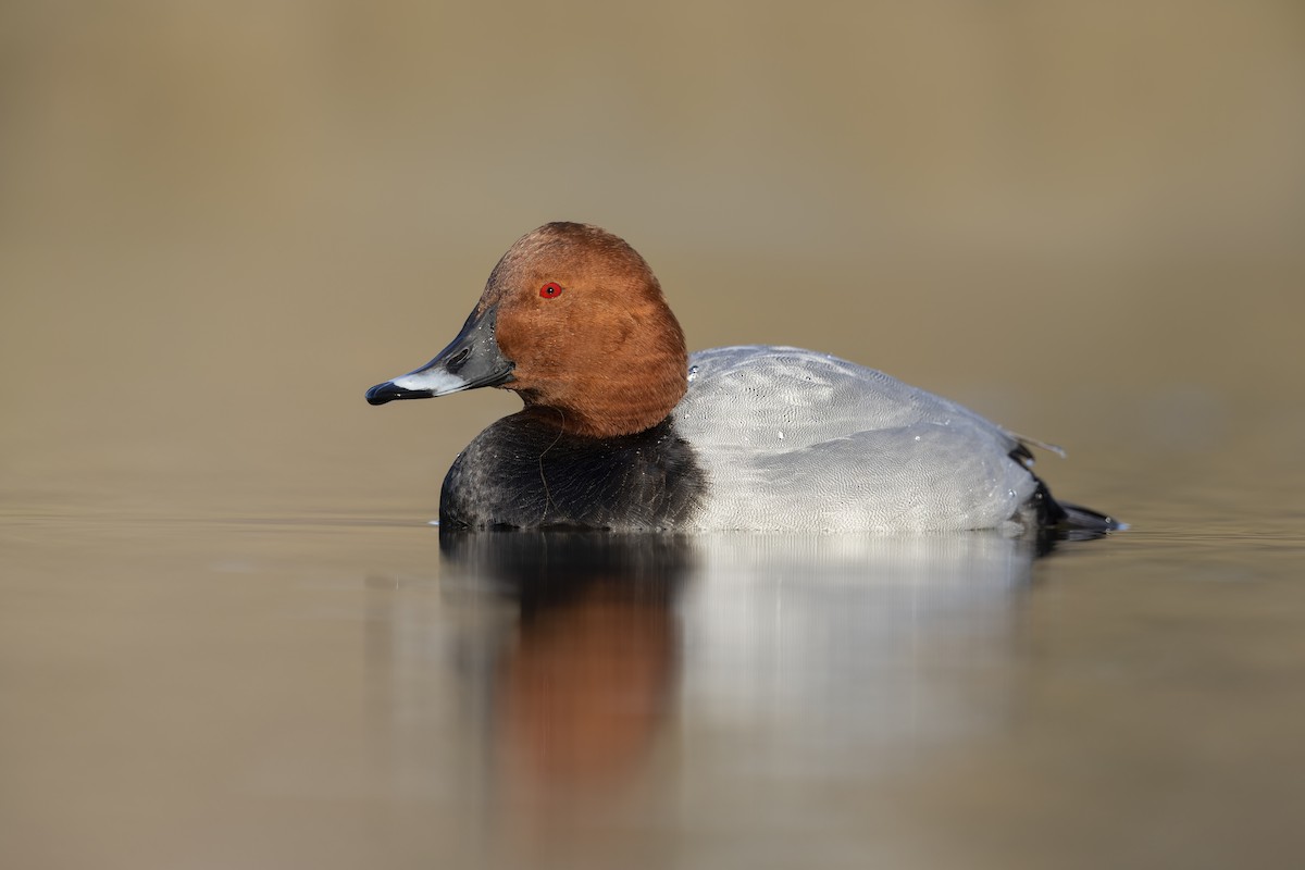 Common Pochard - ML396331801