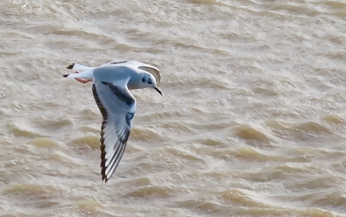 Bonaparte's Gull - ML396331891