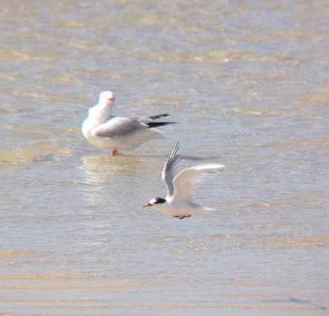 Australian Fairy Tern - ML396332381