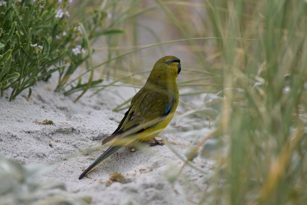 Elegant Parrot - ML396333071