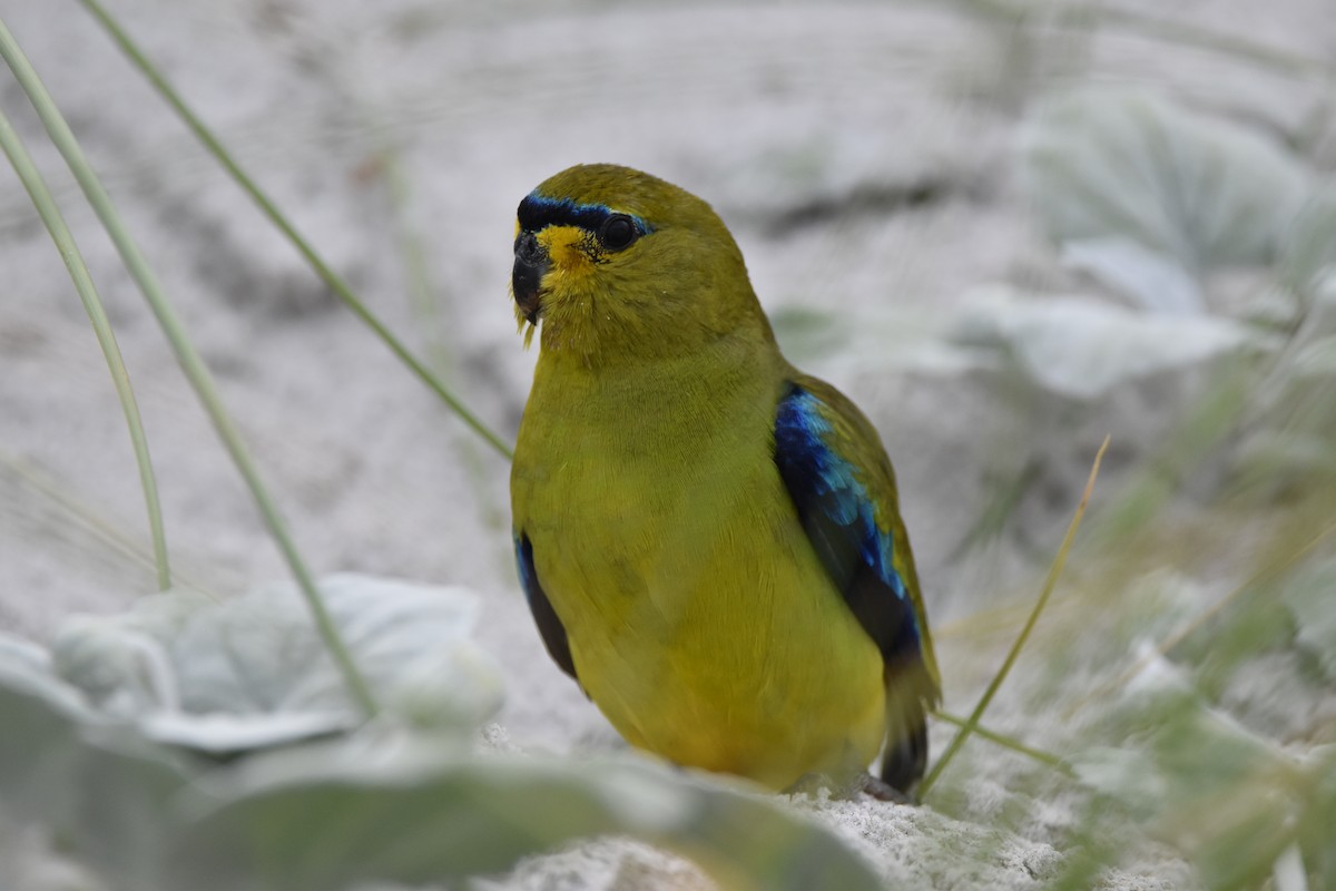 Elegant Parrot - ML396333081