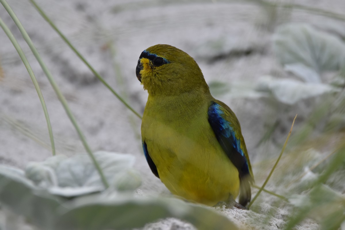 Elegant Parrot - ML396333091