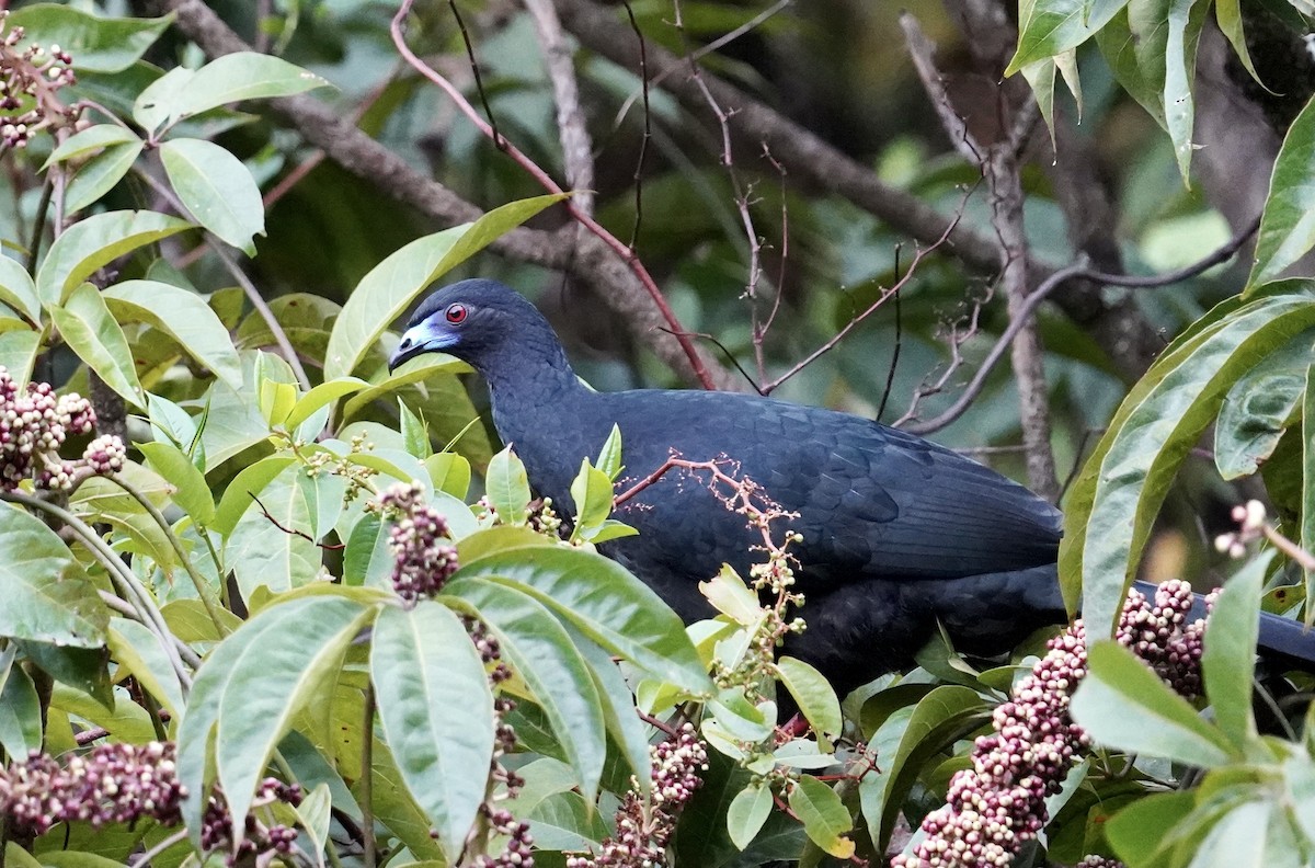 Schwarzguan - ML396333621