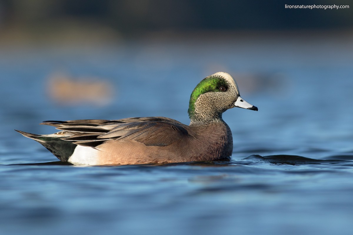 American Wigeon - ML39633471