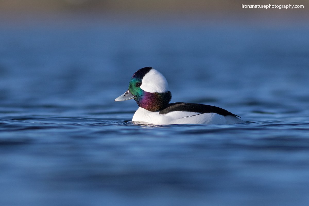 Bufflehead - ML39633601