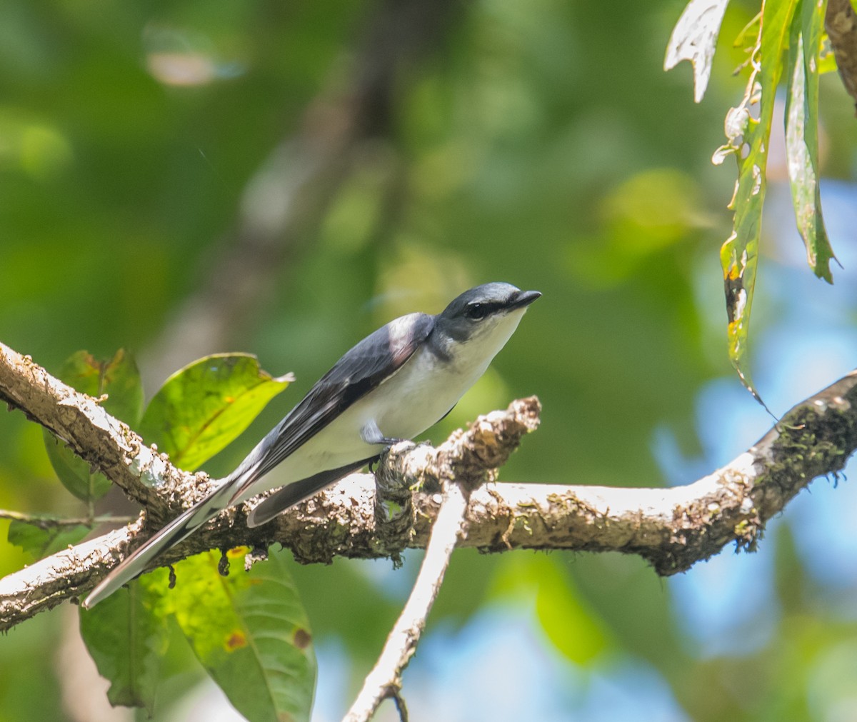 Ashy Minivet - Harish Thangaraj