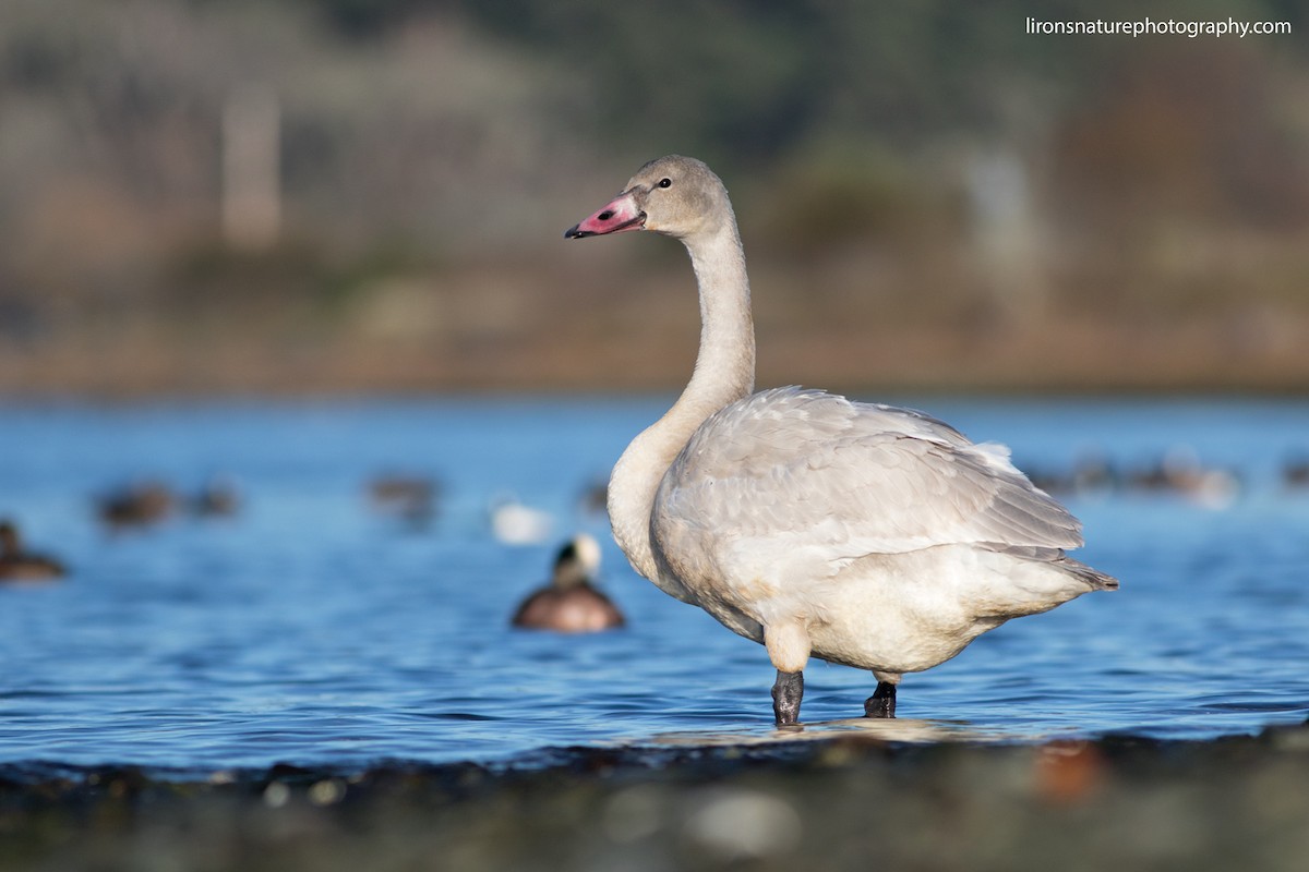 Tundra Swan - Liron Gertsman