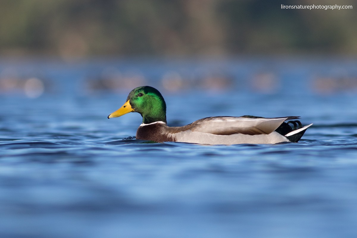 Mallard - Liron Gertsman