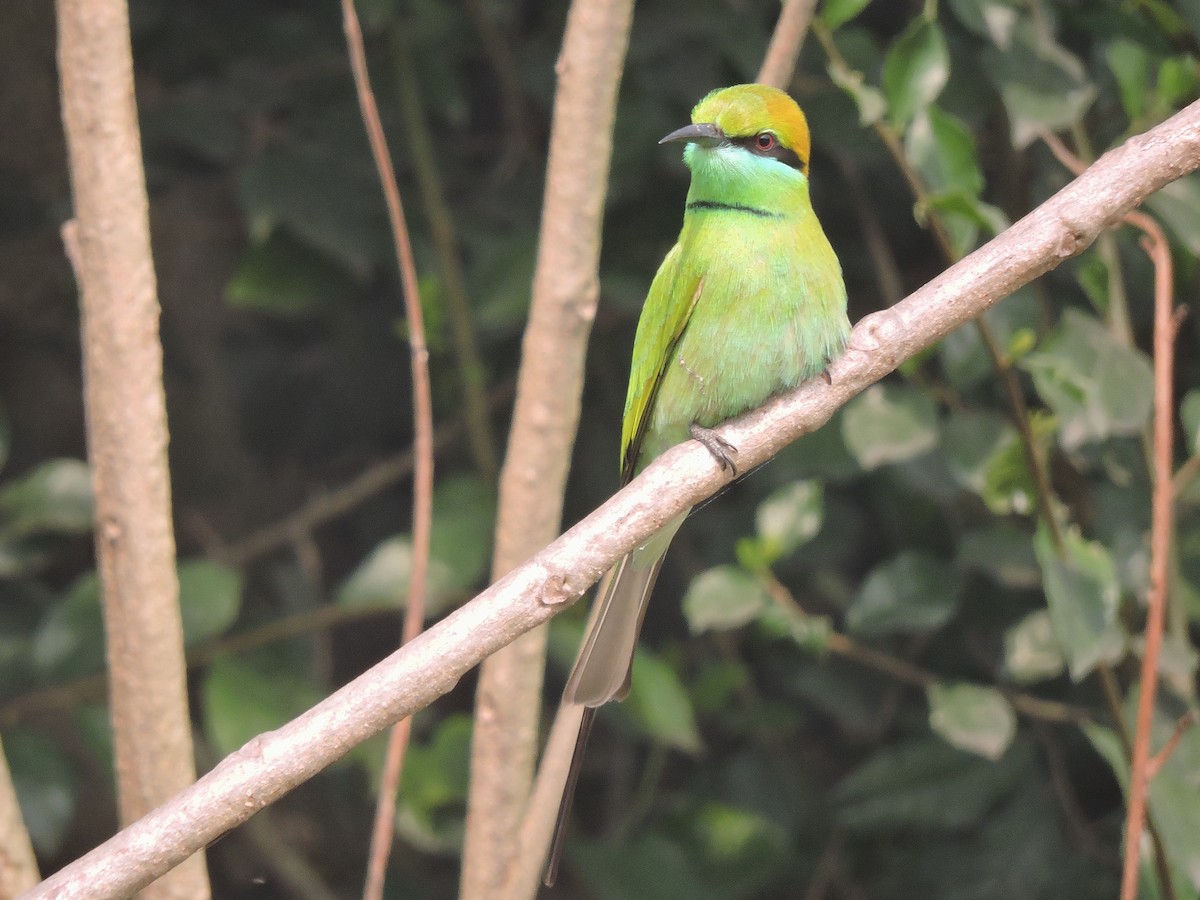 Asian Green Bee-eater - ML396337751