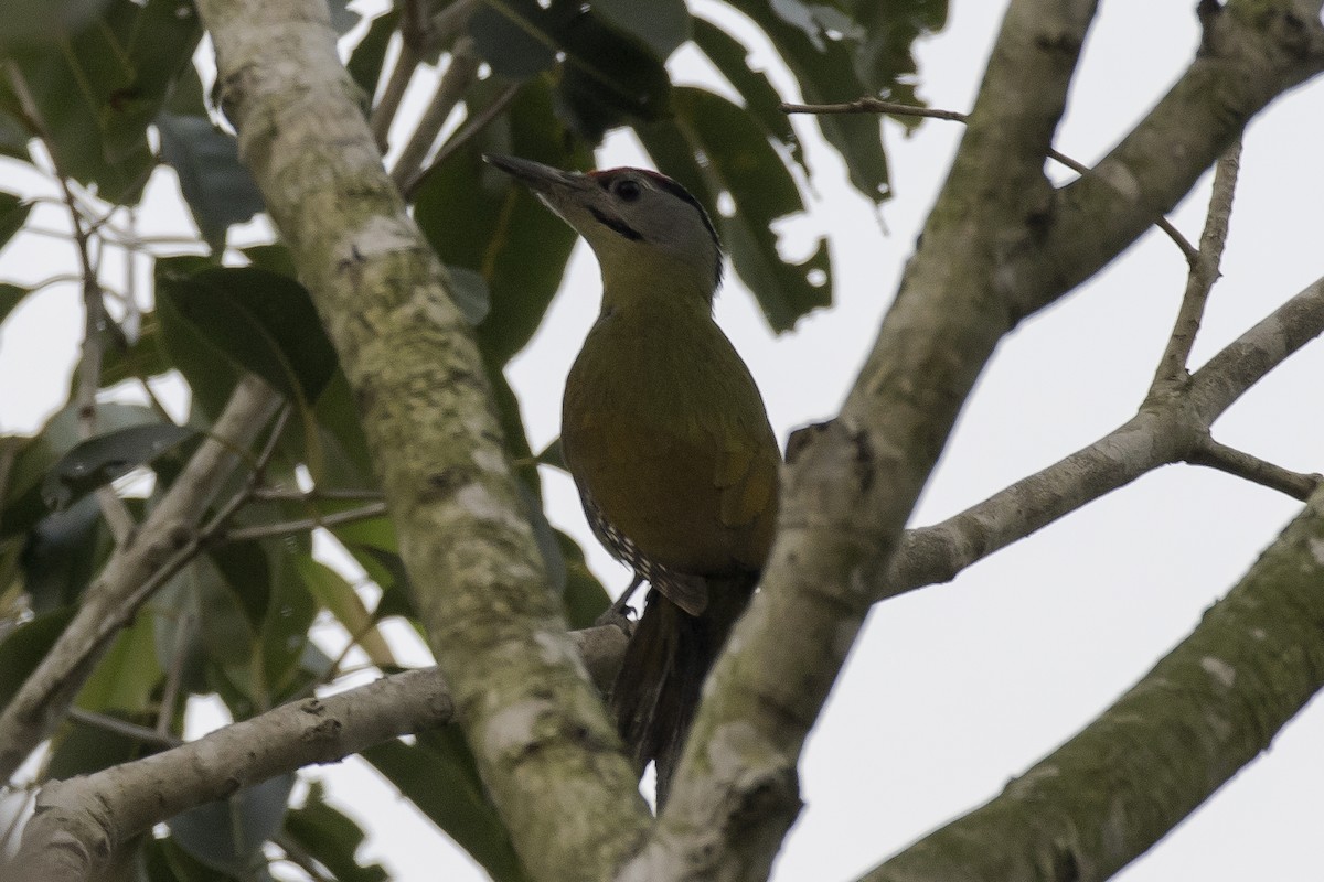 Gray-headed Woodpecker - Sayam U. Chowdhury