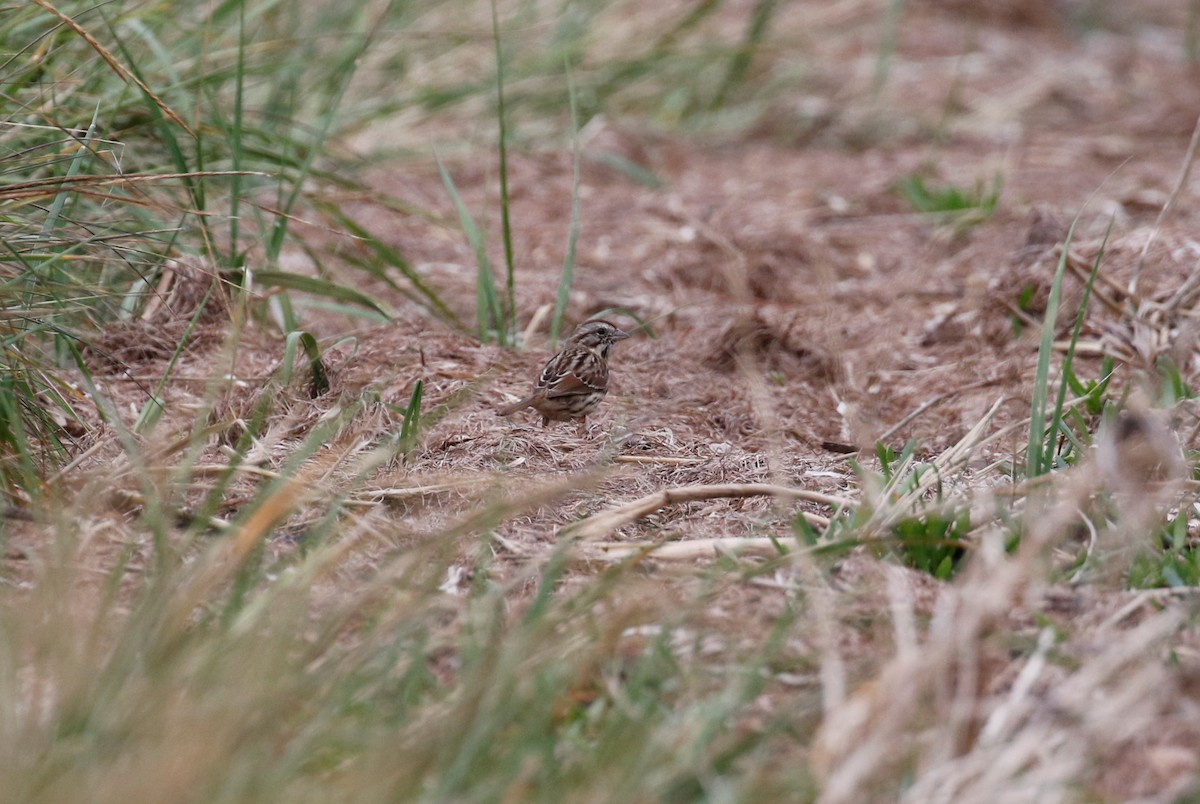 new world sparrow sp. - Anne Ruben