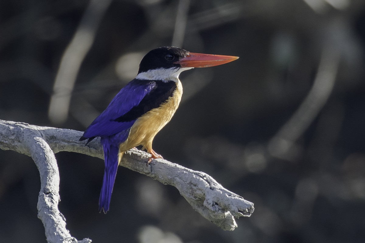 Black-capped Kingfisher - Sayam U. Chowdhury