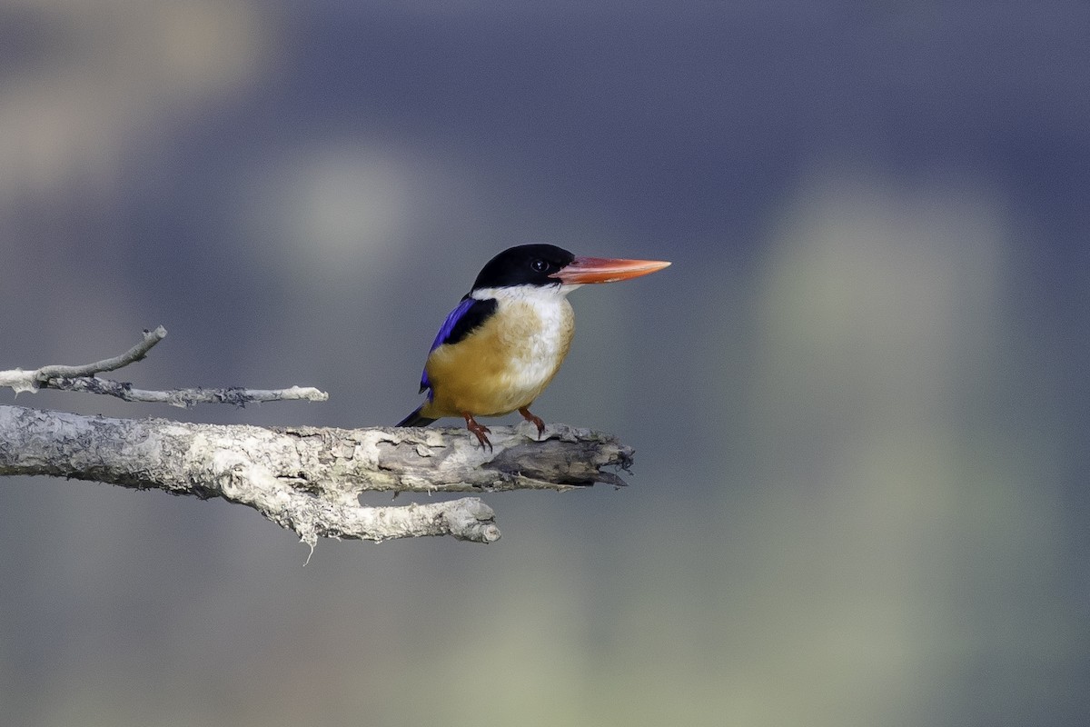 Black-capped Kingfisher - Sayam U. Chowdhury