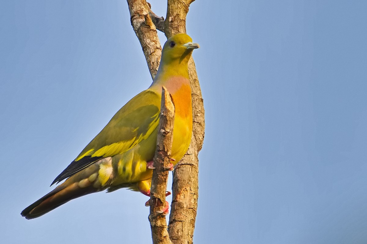 Orange-breasted Green-Pigeon - ML396338411