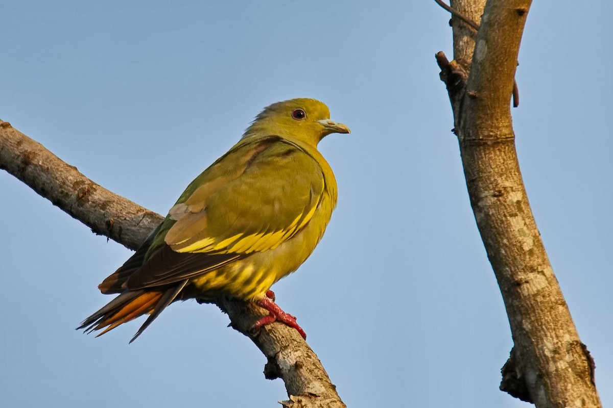 Orange-breasted Green-Pigeon - ML396338461