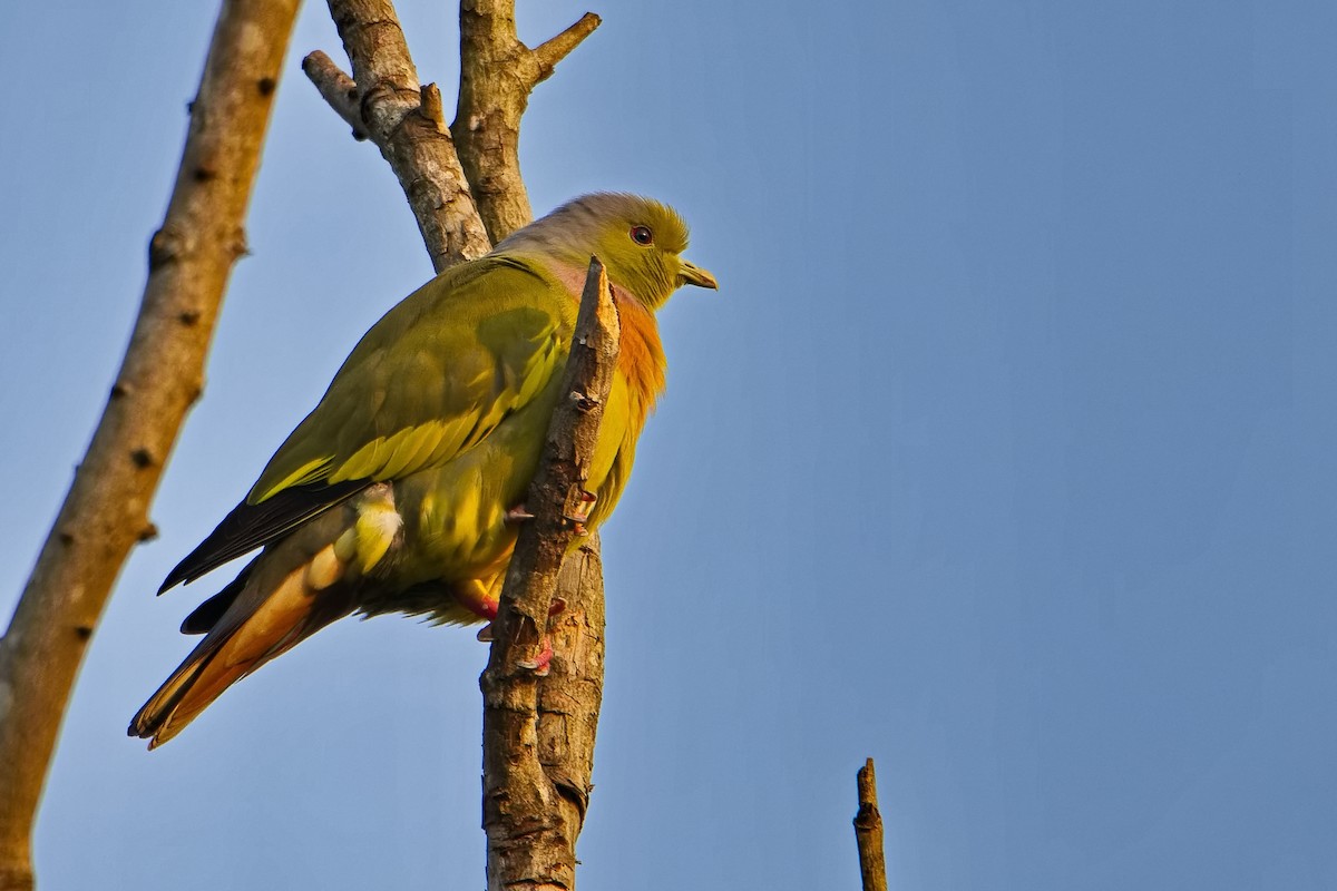 Orange-breasted Green-Pigeon - ML396338541