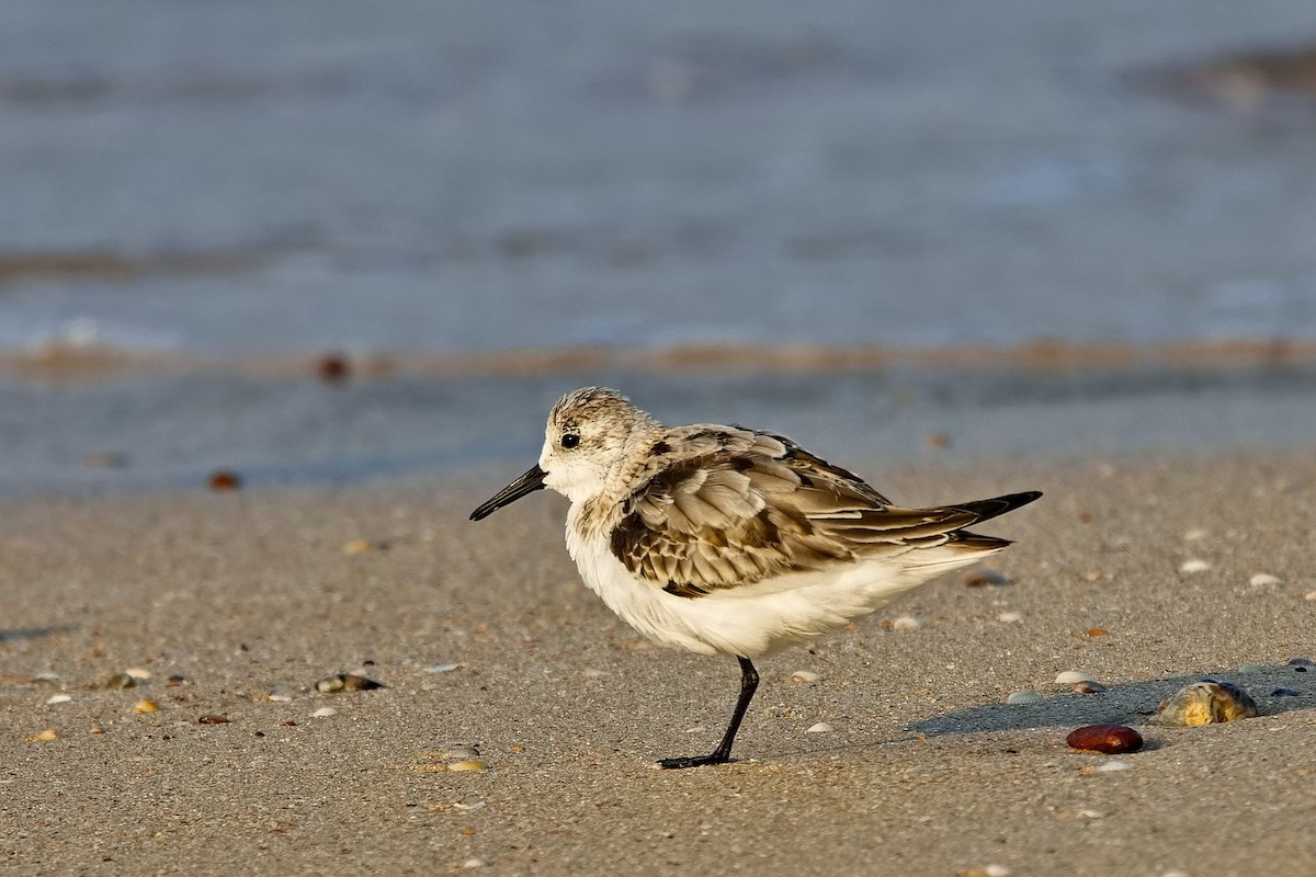 Sanderling - ML396338741