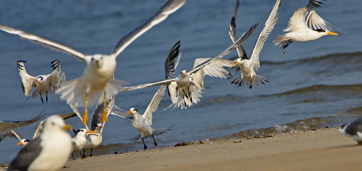 Lesser Crested Tern - ML396338921