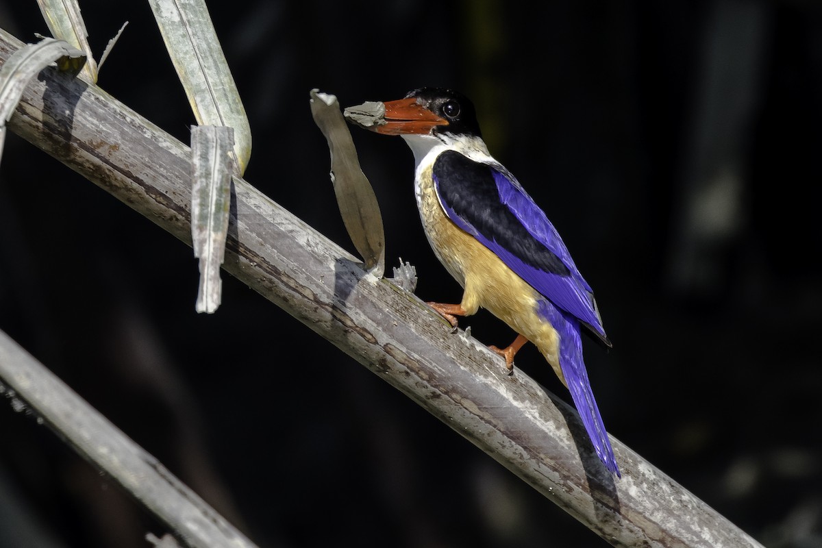 Black-capped Kingfisher - Sayam U. Chowdhury