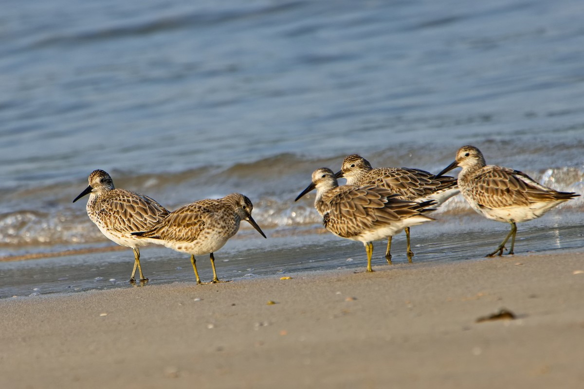 Great Knot - ML396339301