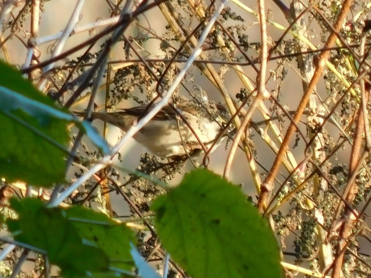 Eurasian Tree Sparrow - ML396339351