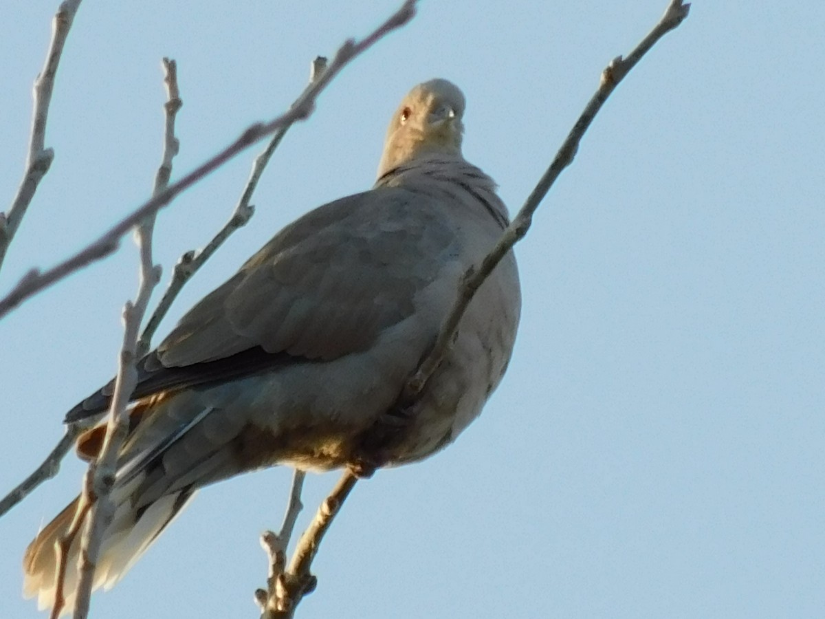 Eurasian Collared-Dove - ML396339461