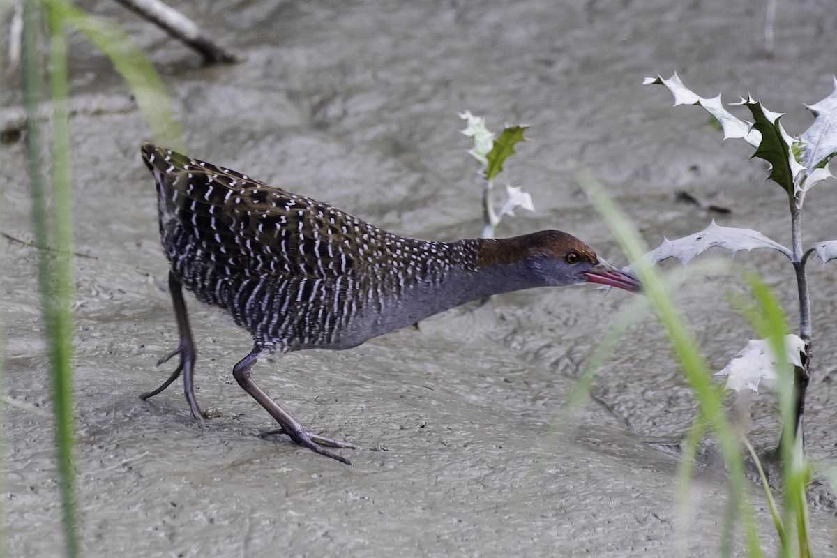 Slaty-breasted Rail - ML396339481