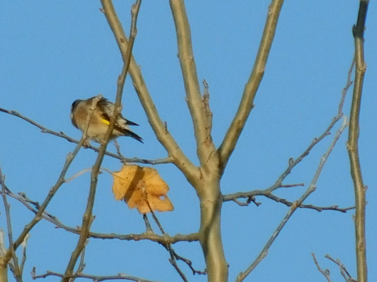 European Goldfinch - ML396339561