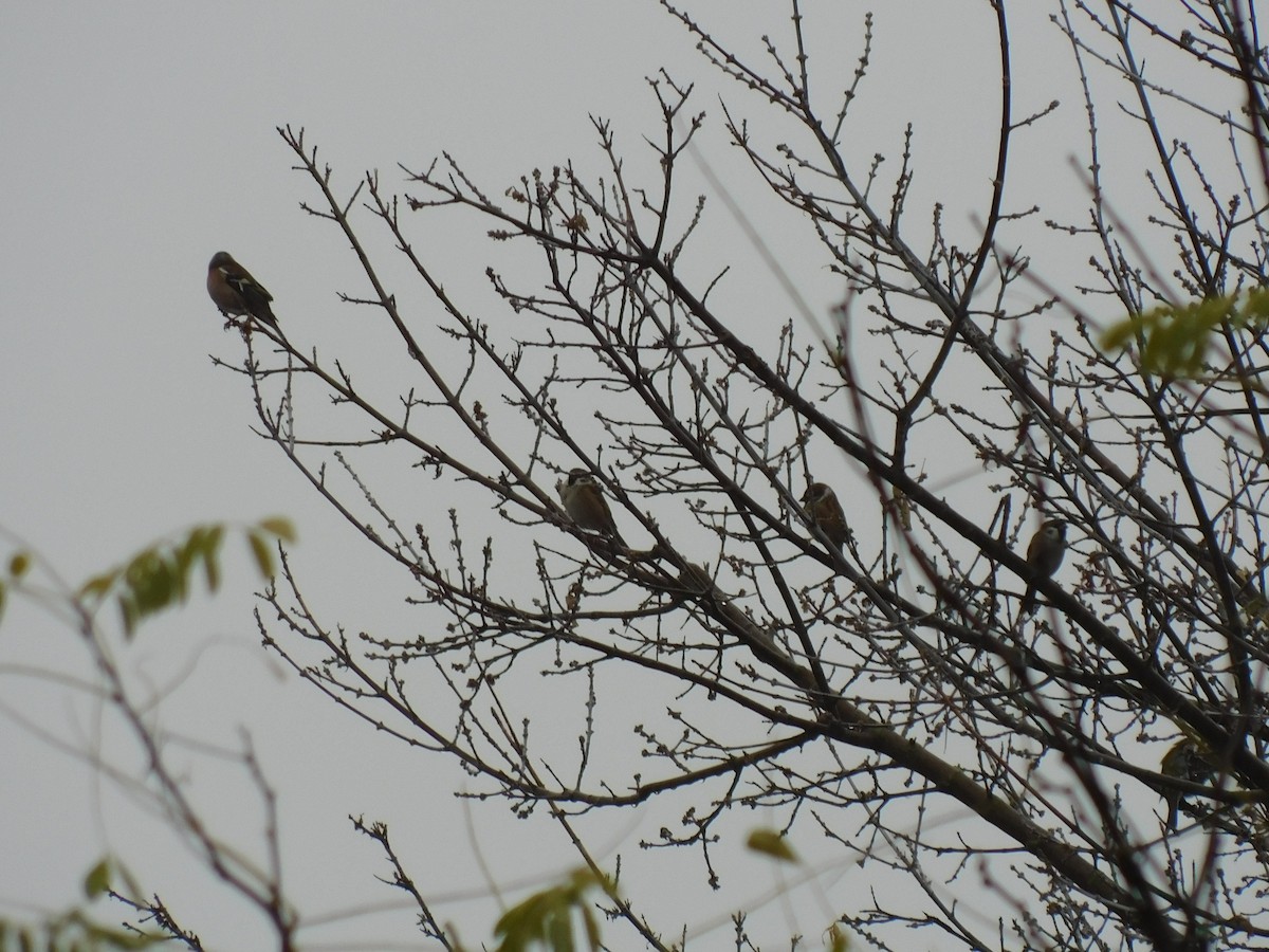 Eurasian Tree Sparrow - ML396340141