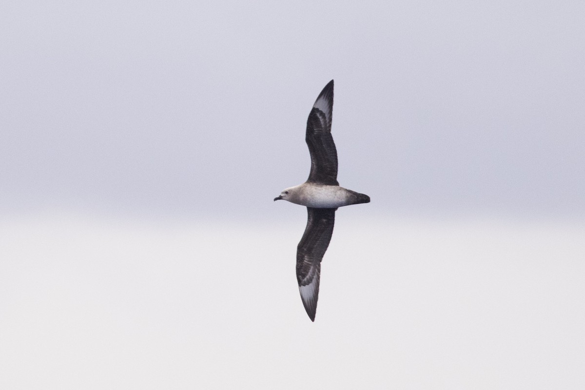 Kermadec Petrel - ML396340221