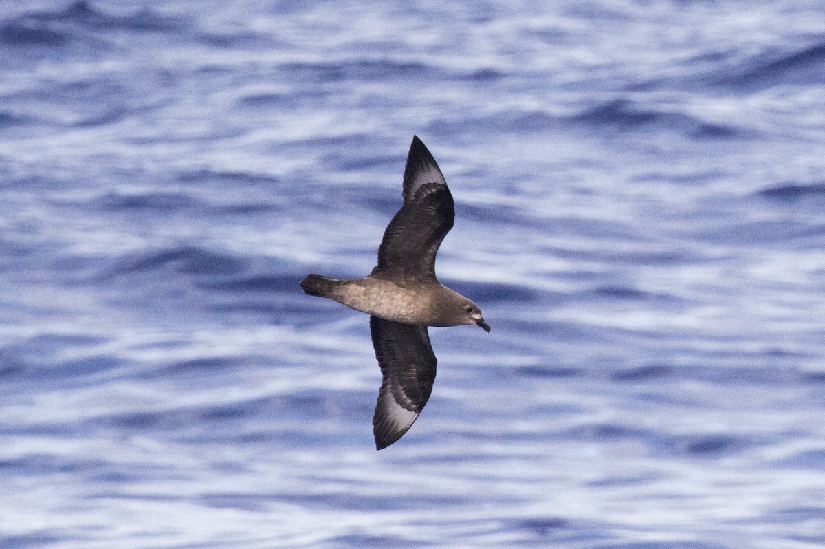 Petrel de las Kermadec - ML396340231