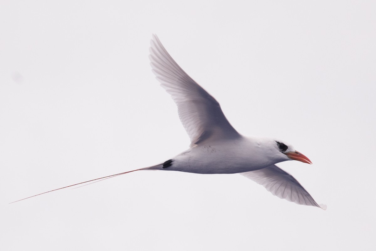 Red-tailed Tropicbird - ML396340671