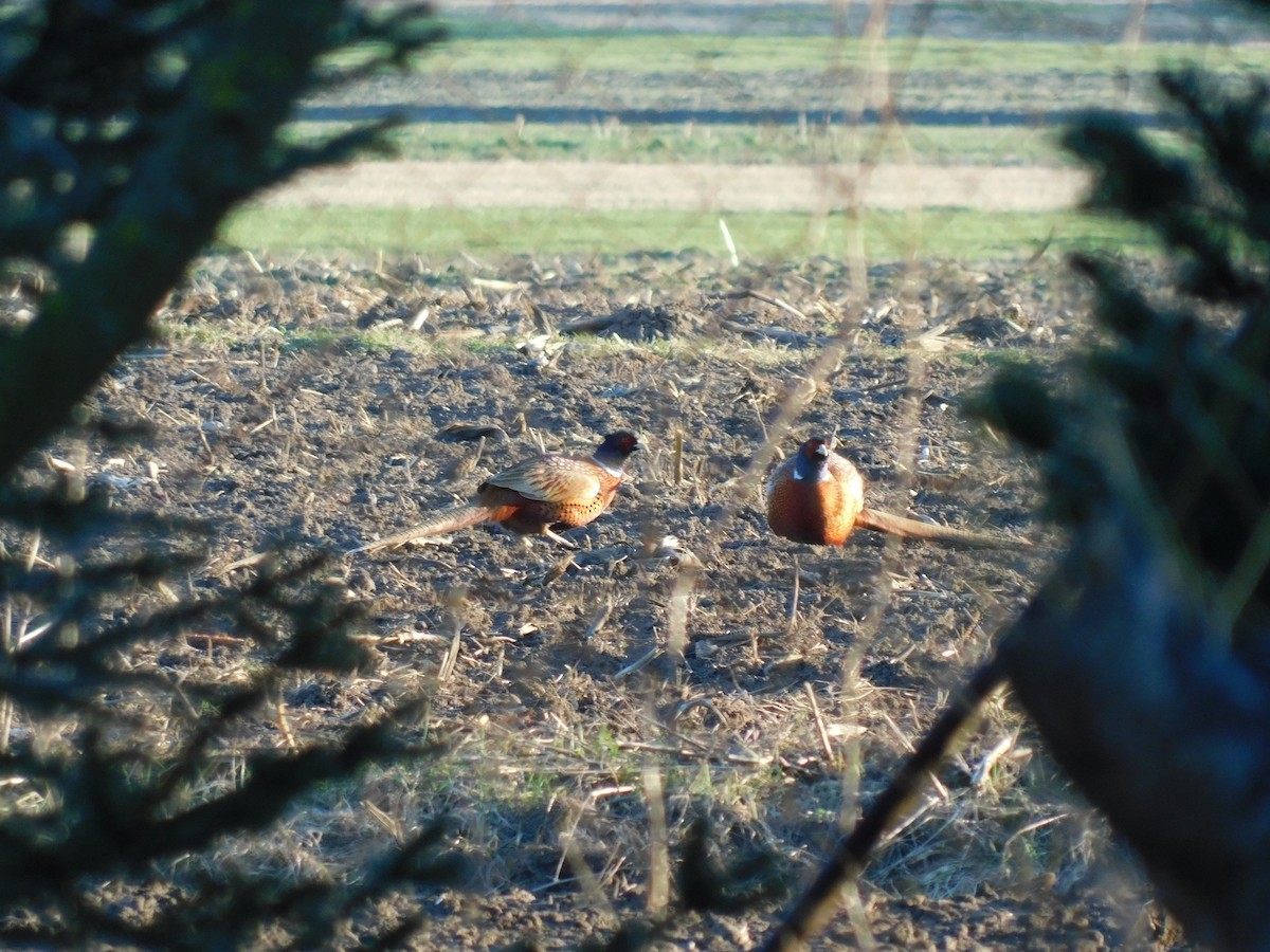 Ring-necked Pheasant - ML396340891