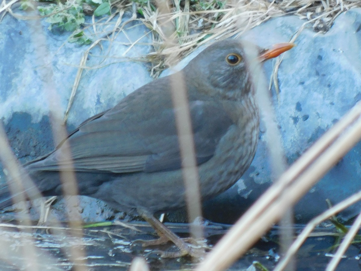 Eurasian Blackbird - ML396340941