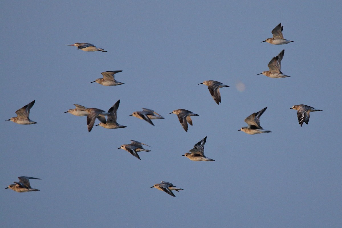 Great Knot - ML396341481