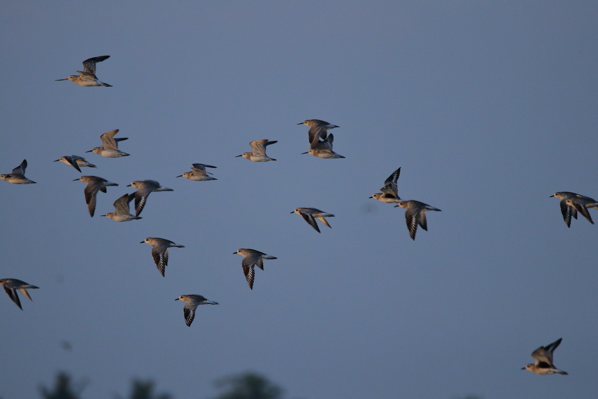 Great Knot - ML396341491