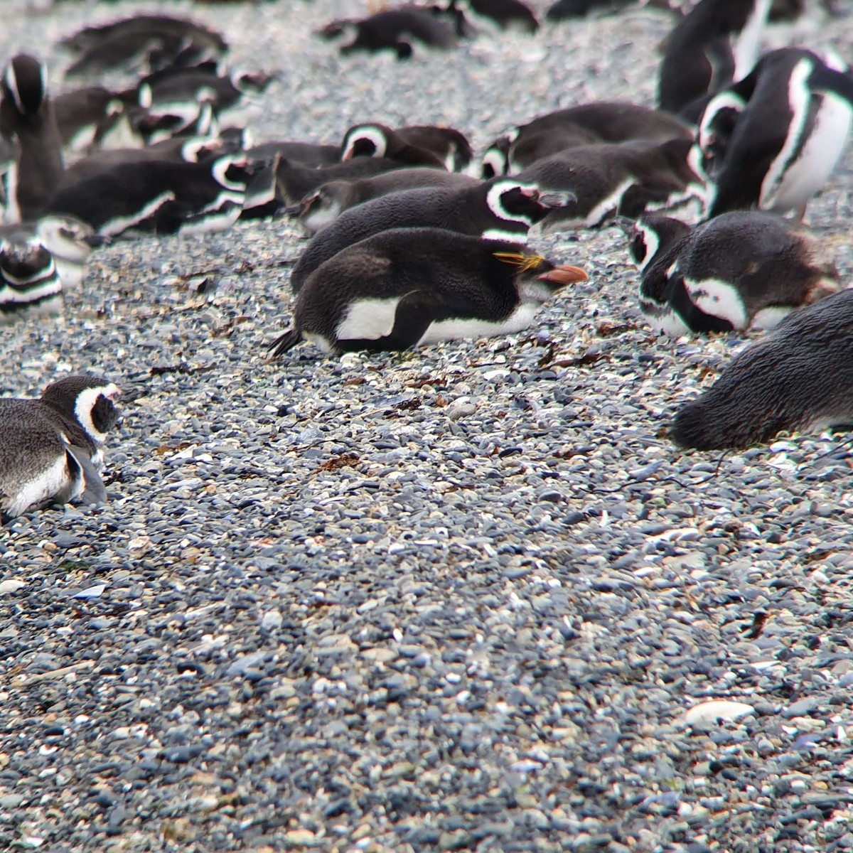 Macaroni Penguin - ML396341601