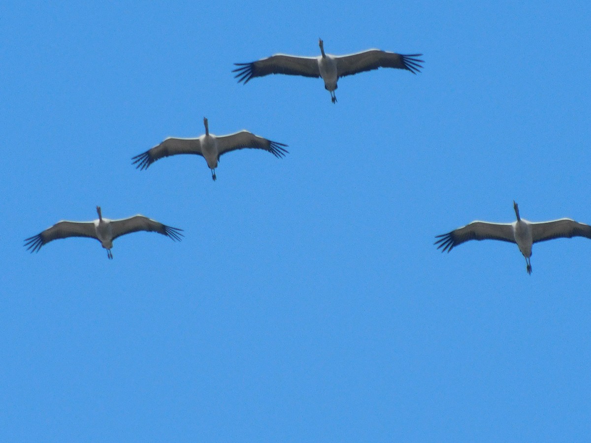 Common Crane - ML396341731